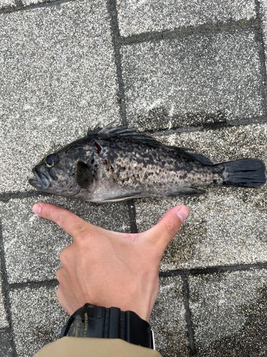 ソイの釣果