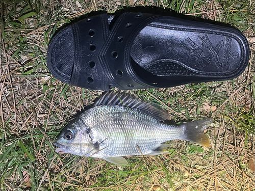 キビレの釣果
