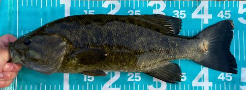 スモールマウスバスの釣果