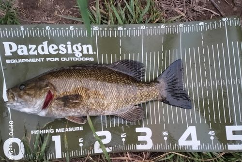 スモールマウスバスの釣果