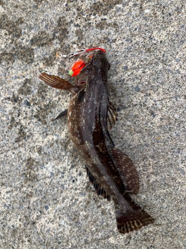 クロソイの釣果