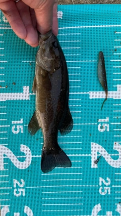 スモールマウスバスの釣果