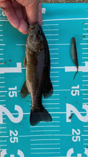 スモールマウスバスの釣果