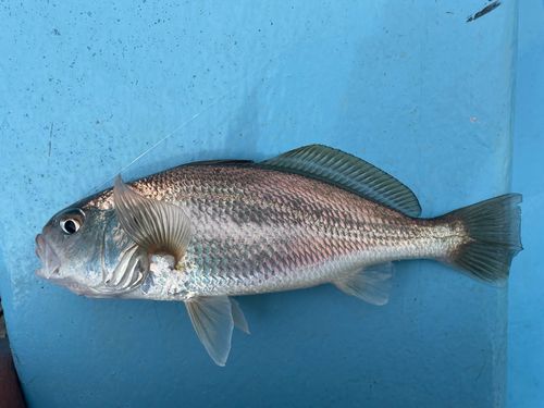 シログチの釣果