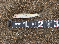 マイワシの釣果