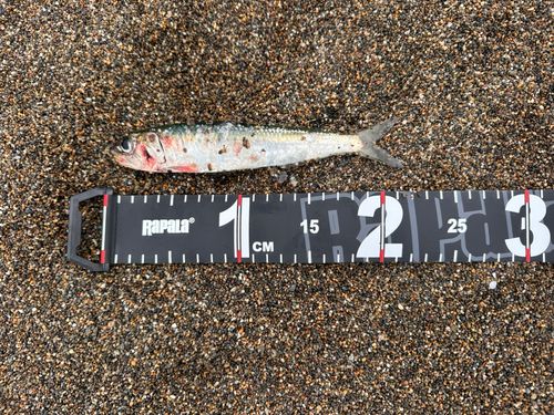 マイワシの釣果