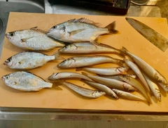 シロギスの釣果