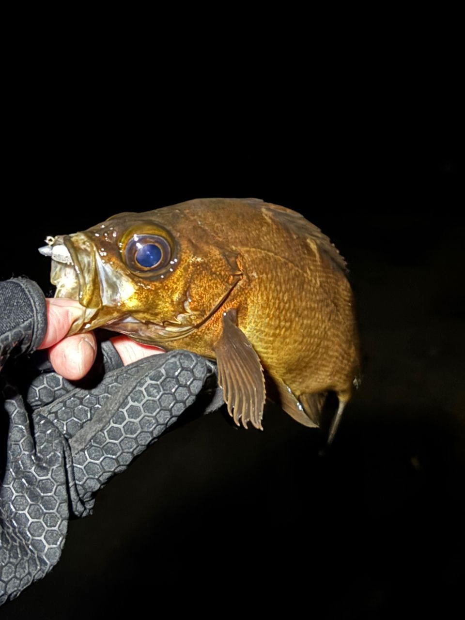 DAIWA 22ルアーニスト モバイル 86ML-4の最安値・インプレ・釣果