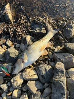 ウグイの釣果