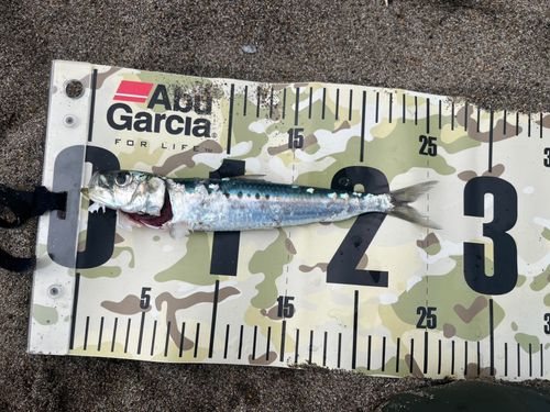 マイワシの釣果