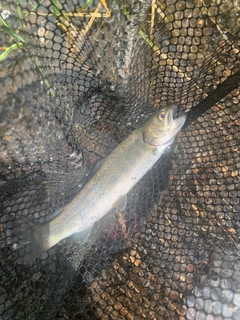 イワナの釣果