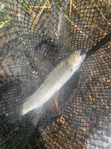 イワナの釣果