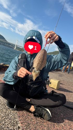 コウイカの釣果