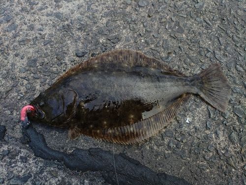 ヒラメの釣果