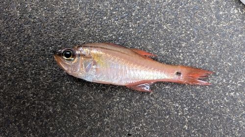 ネンブツダイの釣果