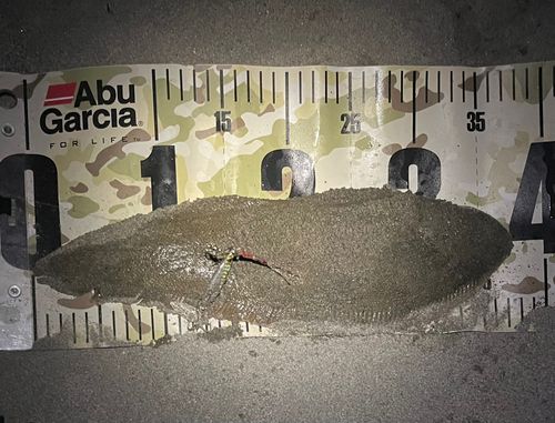 シタビラメの釣果