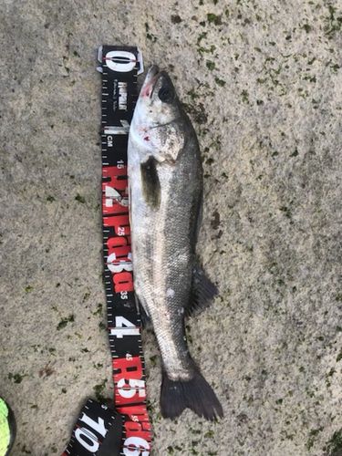 セイゴ（タイリクスズキ）の釣果