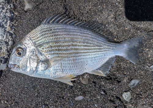 ヘダイの釣果