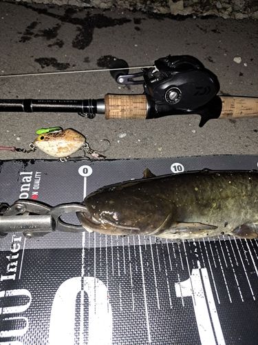 ナマズの釣果