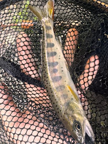 アマゴの釣果