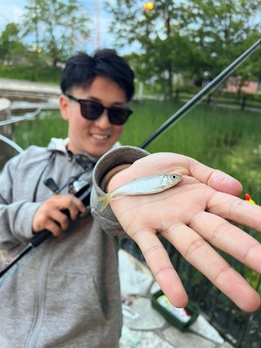 オイカワの釣果