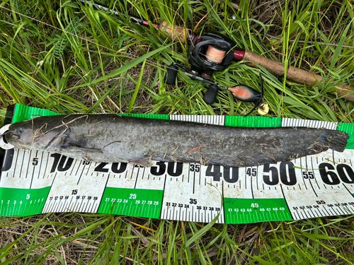 ナマズの釣果