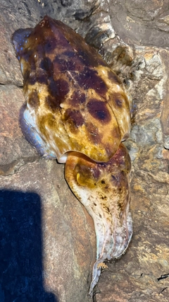 コブシメの釣果