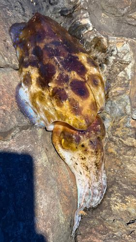 コブシメの釣果