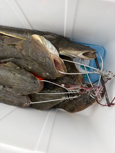 マゴチの釣果