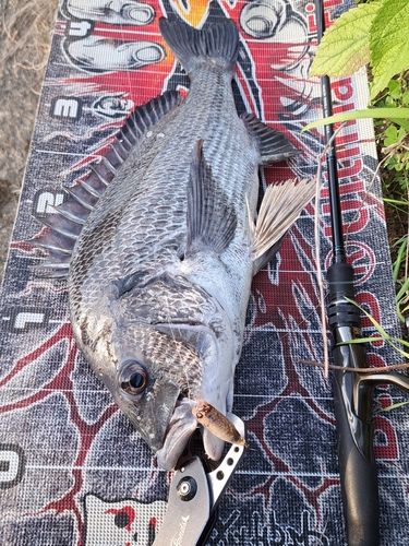 チヌの釣果