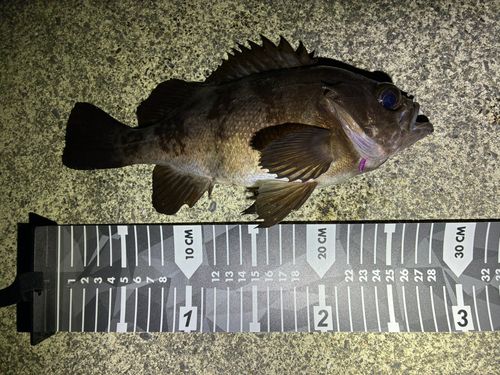 メバルの釣果