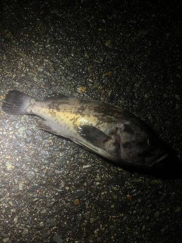 クロソイの釣果