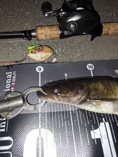 ナマズの釣果