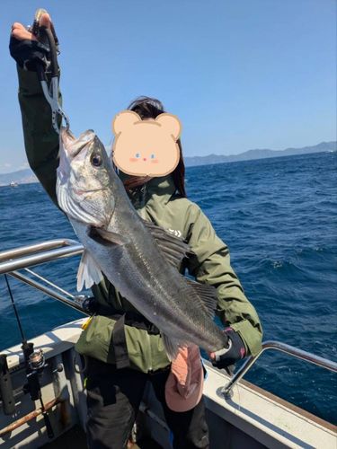 スズキの釣果