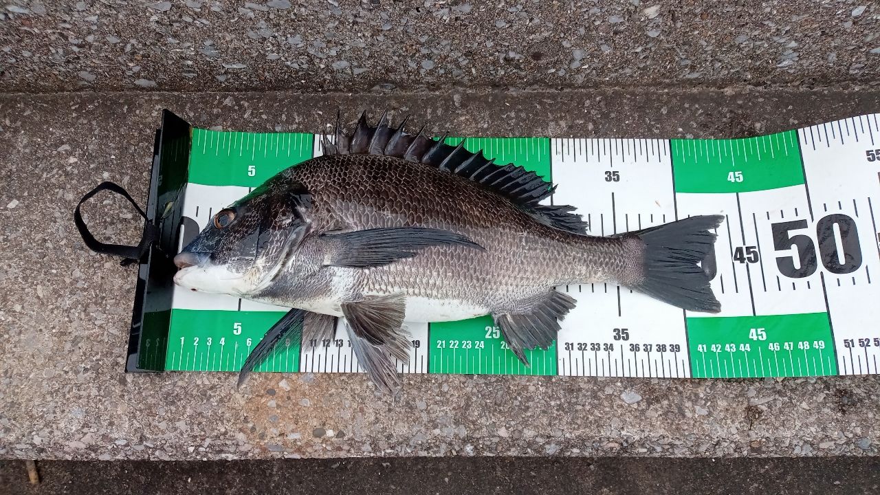 SHIMANO 20エクスセンス MB S96ML-6の最安値・インプレ・釣果 | 本音の