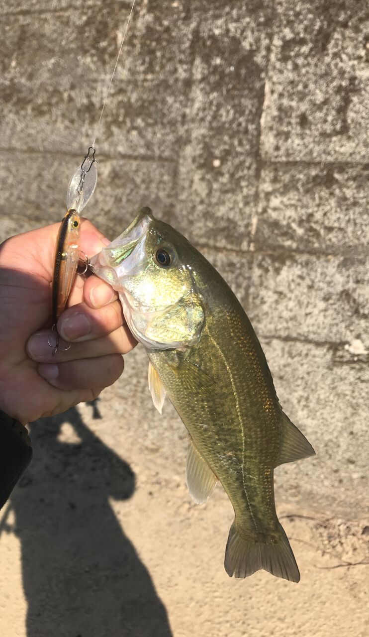 ラージマウスバスの釣果写真