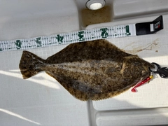 ヒラメの釣果