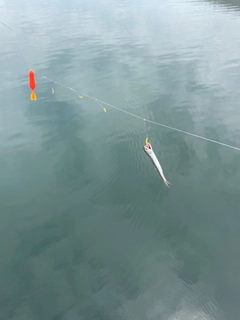 カタクチイワシの釣果