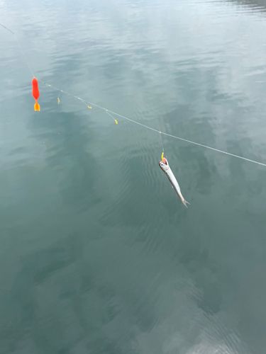 カタクチイワシの釣果