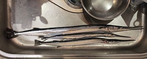 ダツの釣果