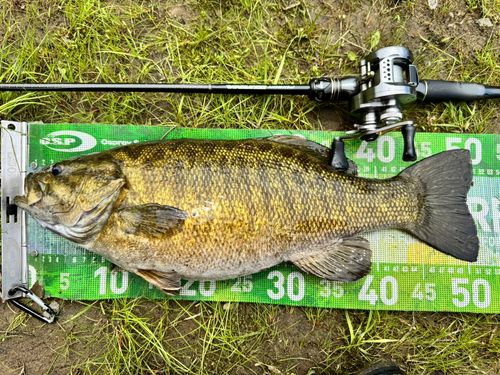 スモールマウスバスの釣果