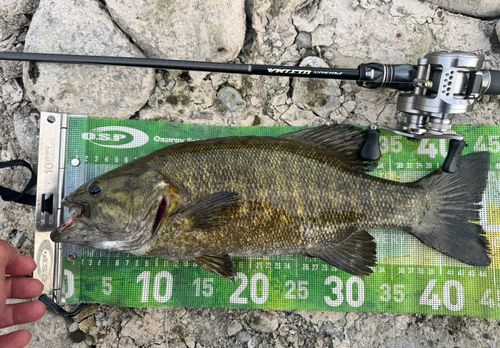 スモールマウスバスの釣果