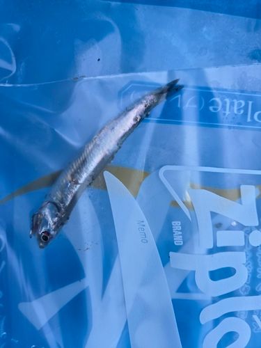 カタクチイワシの釣果