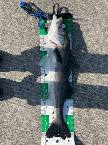 スズキの釣果