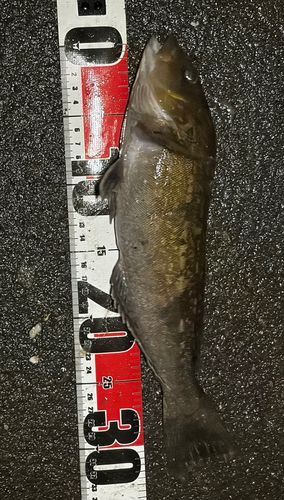 アイナメの釣果