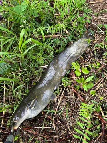 ナマズの釣果