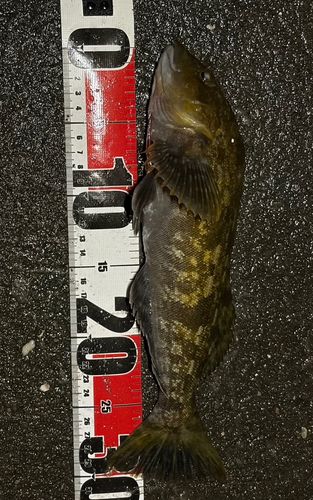 アイナメの釣果