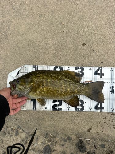 スモールマウスバスの釣果