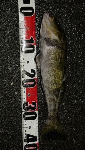 アイナメの釣果
