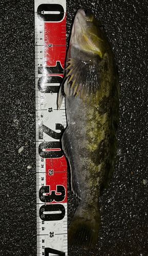 アイナメの釣果